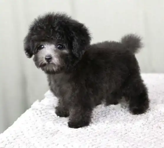 血统纯正灰色泰迪 小体型 大毛量