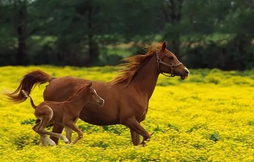 据360好搜百科资料显示,汗血宝马,本名阿哈尔捷金马,属热血马