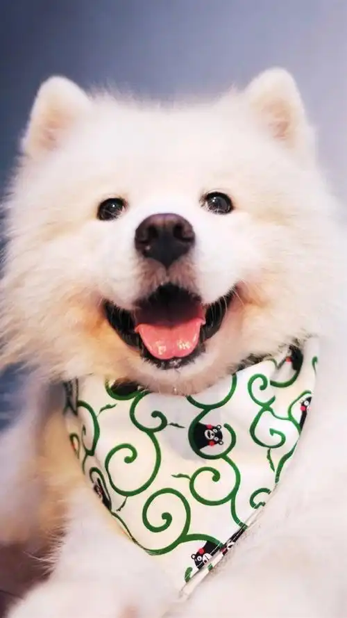 萨摩耶,汪星人,可爱动物,萌萌哒,萌物,手机壁纸呆萌萨摩耶