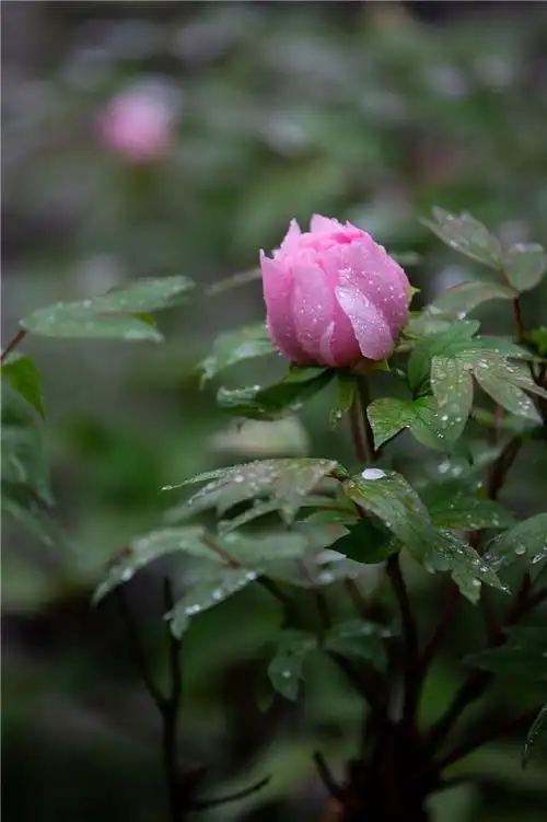 雨中牡丹花二