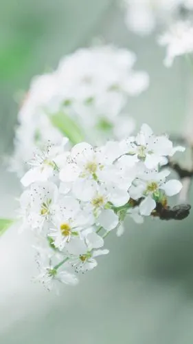 小清新花卉微距摄影图片,高清图片,手机锁屏桌面-壁纸族