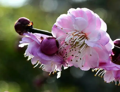 梅花山上的"情人梅"