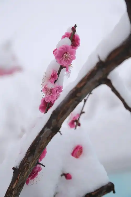 梅花傲雪