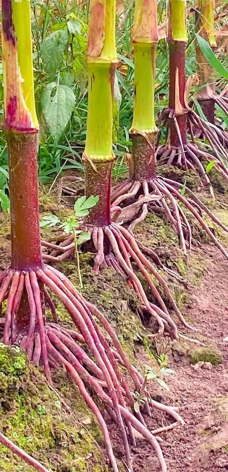 最新国审高产玉米种子 #紫根紫杆高产大棒 #矮杆大棒玉米种 - 兑趑