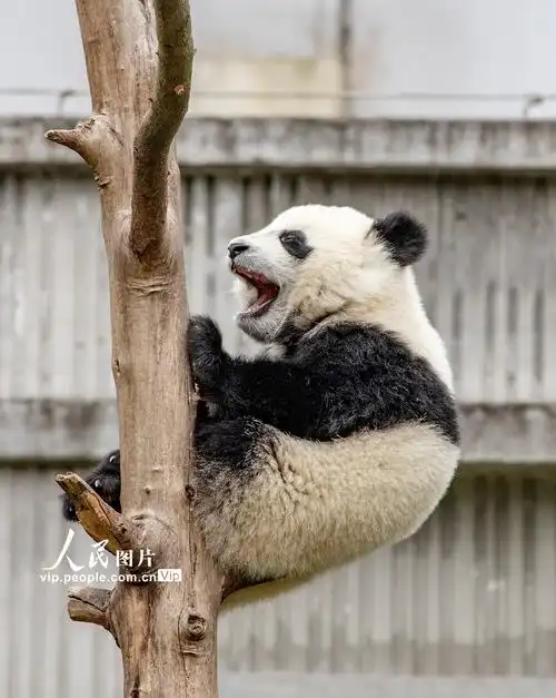 四川卧龙大熊猫萌态十足惹人爱2