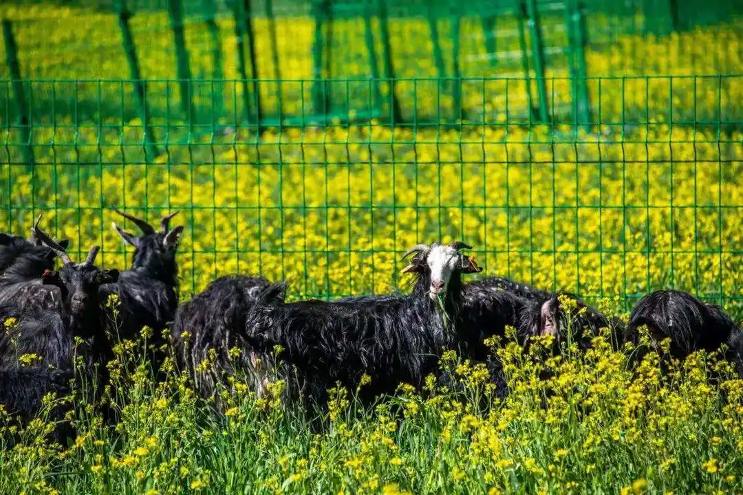 "羊"溢欢喜!武侯新春欢乐购·甘孜白玉县黑山羊美食品购会在成都举行
