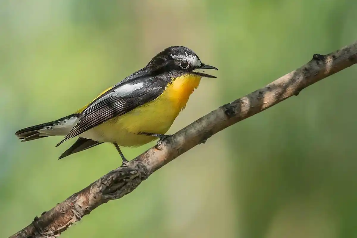 白眉姬鹟#野生鸟类摄影 #爱鸟护鸟 #爱护大自然保护野生鸟类 - 抖音