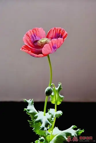 69 罂粟 寒杉杉   画面简洁,主体突出,背景干净,色彩真实,曝光准确