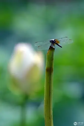 早有蜻蜓立上头