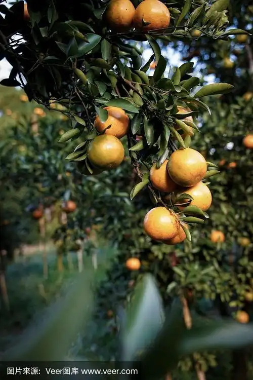 橙子树上的一串新鲜橙子.