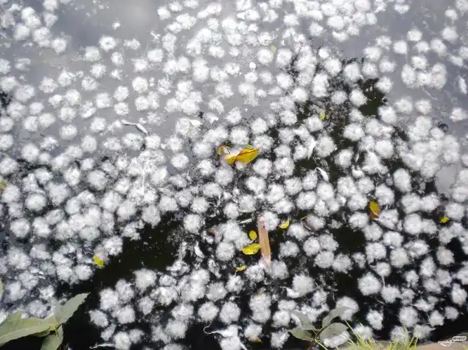 梅城文化公园木棉花絮漫天飞,现场景象十分可观