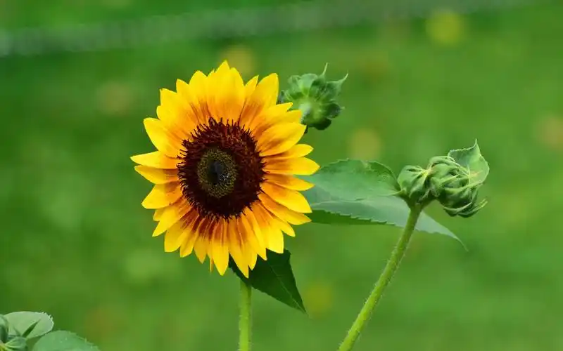 美丽的向日葵,高清图片,电脑桌面-壁纸族