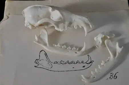 头骨的艺术家狐狸的头骨.解剖照片