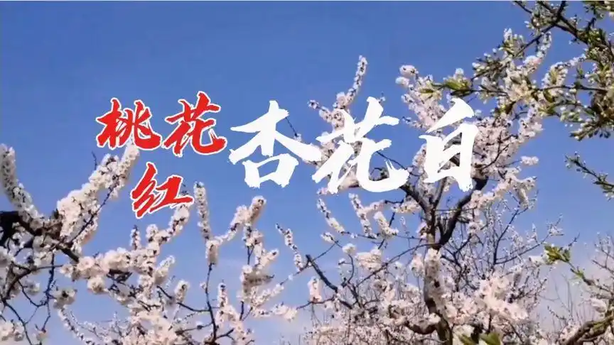 桃花红杏花白,穿梭在杏花村里听山西民歌,陶醉了