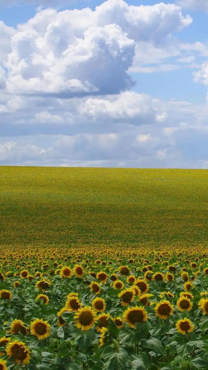 一片唯美迷人的向日葵,锁屏图片,高清手机壁纸,风景-回车桌面