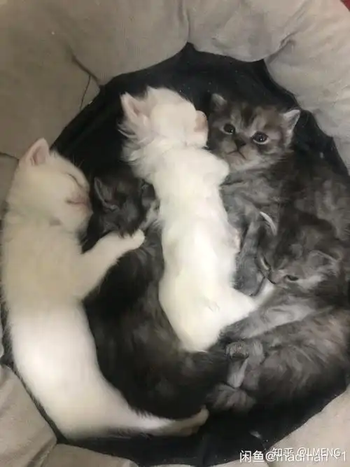 英短和土猫串串的宝宝长大了是什么样? - 知乎