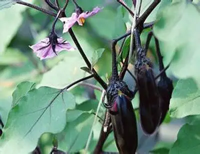 茄子结果期