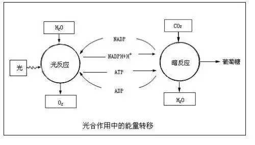 关于生物光反应暗反应的过程图