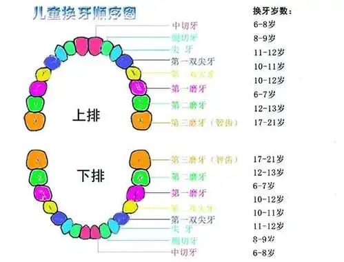 儿童换牙顺序图如下:一般情况下,儿童换牙是按照牙齿上下排左右对称