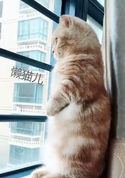 小萌猫站在窗台上望眼欲穿,一看到铲屎官的身影,激动得……_猫咪