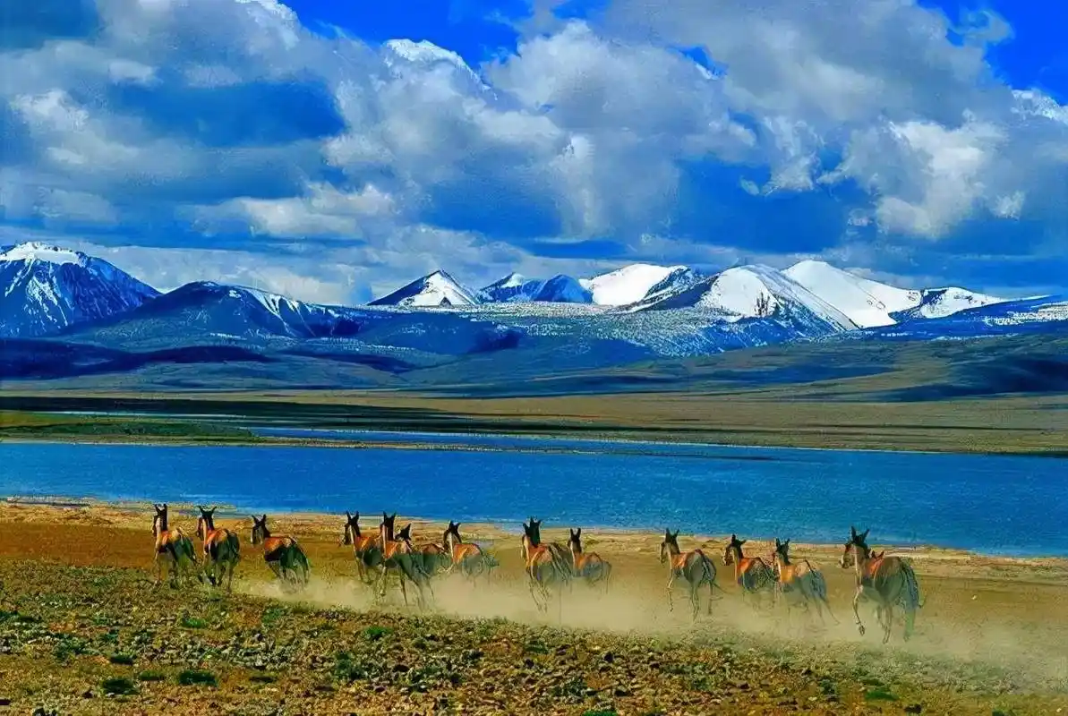 阿尔金山新疆最极致的景观诱惑最后一片被人遗忘的净土