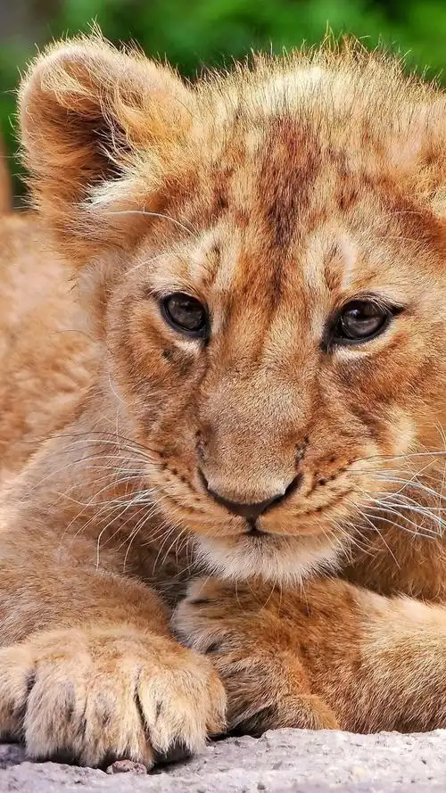iphone 壁纸 狮子幼崽特写