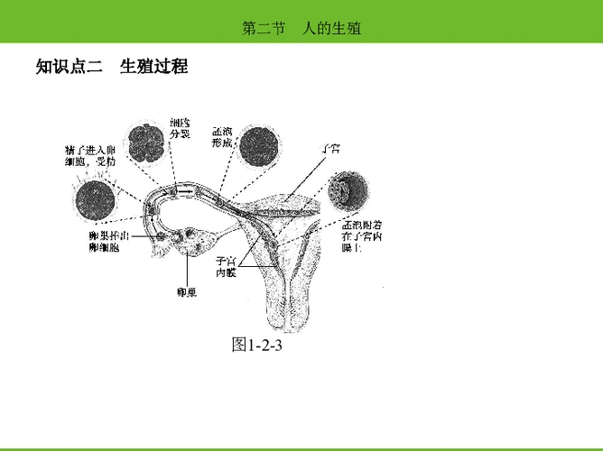 2020春人教版七年级生物下册课件:第四单元第一章第