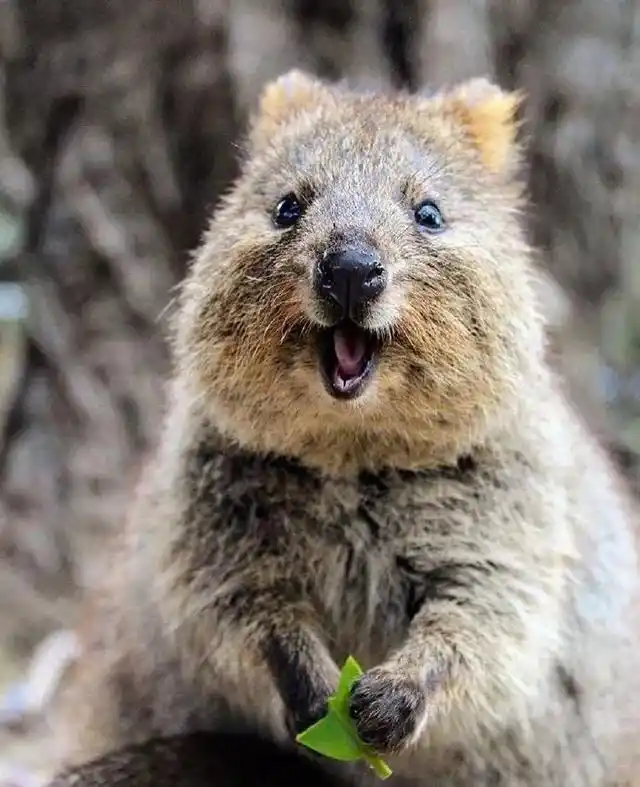 世界上最可爱的动物,你肯定想不到的,不是猫也不是狗