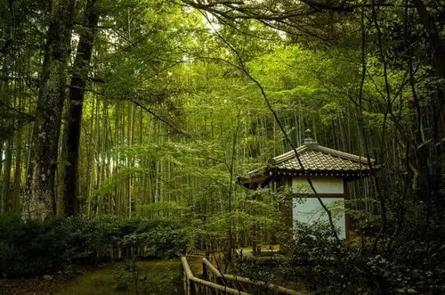 竹——人之挚友