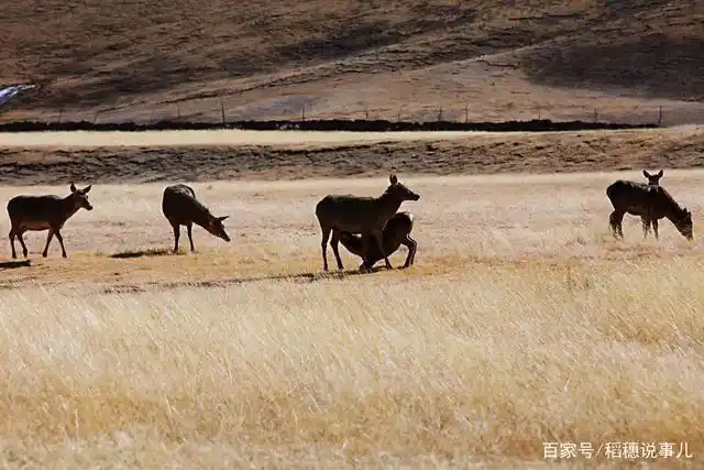 西藏拉萨的藏马鹿!