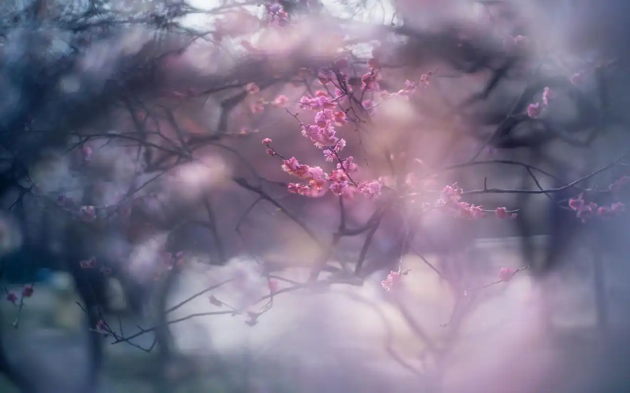 唯美梅花朦胧意境高清桌面壁纸