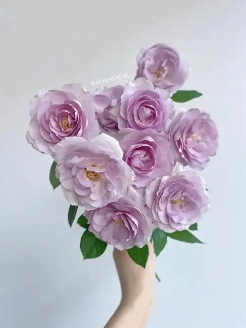 鲜花分享简艺玫瑰园蓝色风暴