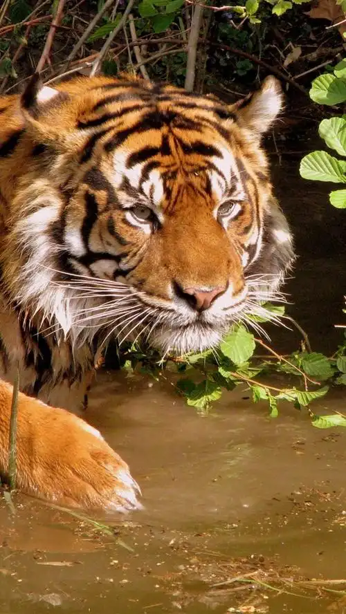 老虎,水,野生动物 1080x1920 iphone 8/7/6/6s plus 壁纸,图片,背景