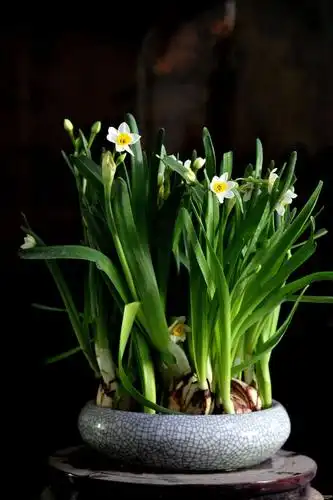 水仙图片 水仙花图片 水仙植物图片