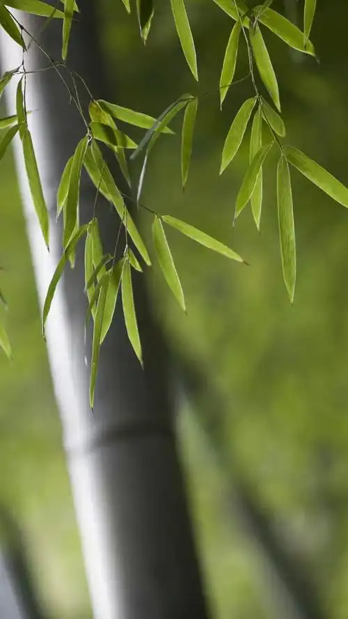 头条问答 - 有没有一些竹子竹叶的高清壁纸?(3个回答)