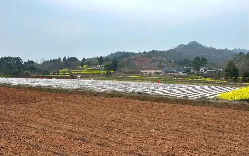 乡村振兴抢抓农时大豆玉米带状复合种植播种忙