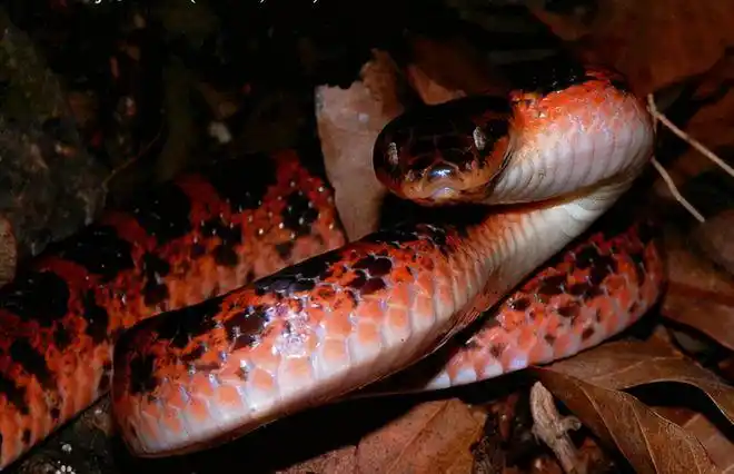 美女蛇跑进消防队被晃晕是国家保护动物这是什么蛇有毒吗