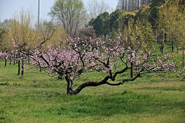 桃树,桃花