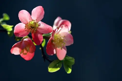 海棠花开幸福来