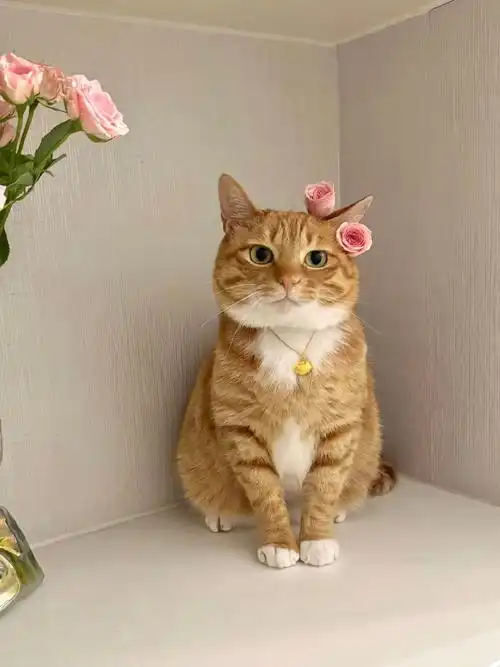 傲娇的小猫咪#萌宠##猫