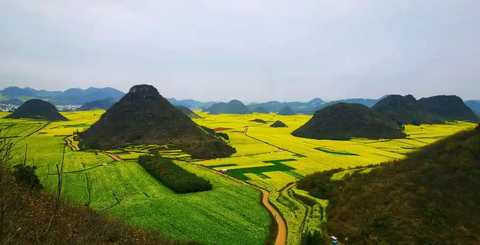 中国最美花海——罗平油菜花