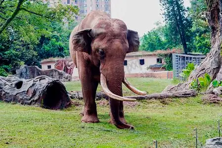 广州广州动物园一头大象在草地游玩摄影图配图
