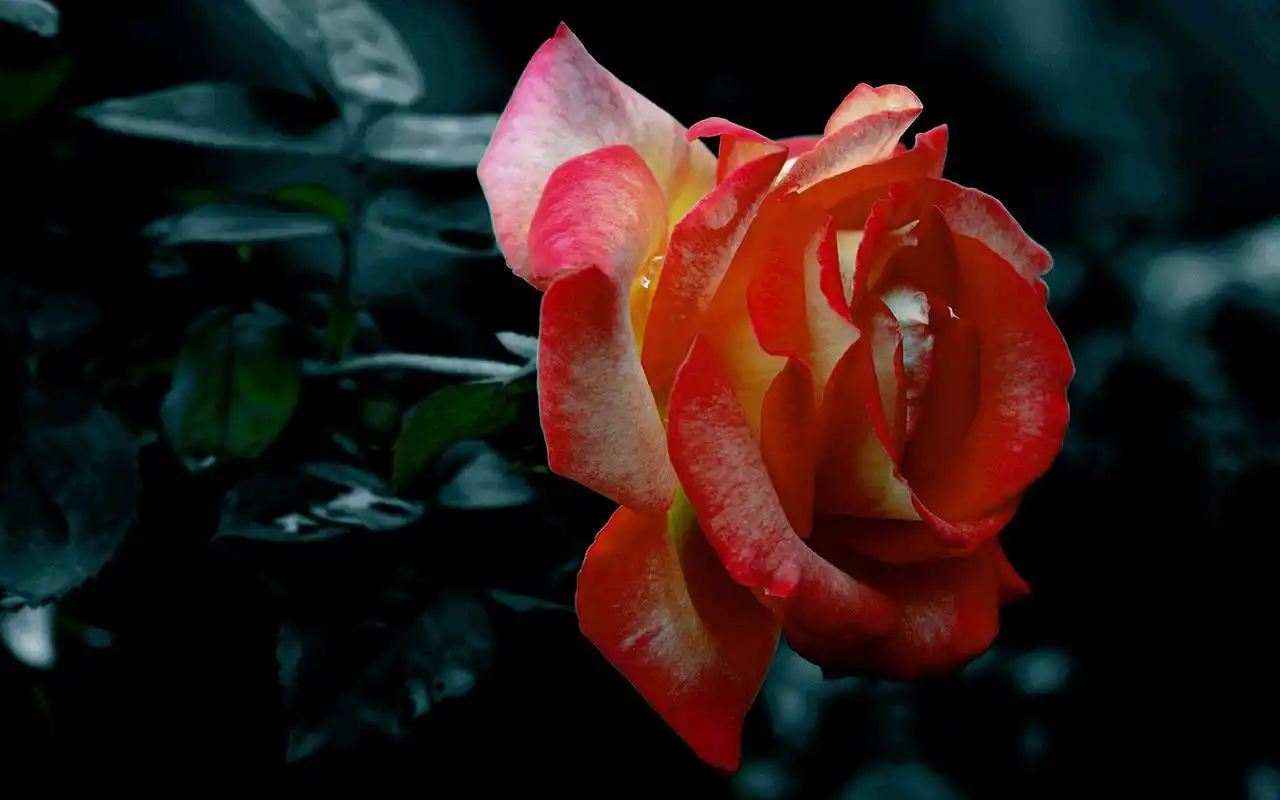 娇艳的月季花高清图片桌面壁纸下载