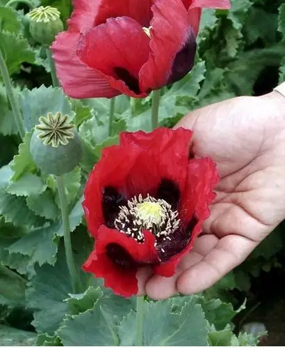 (惊艳的罪恶罂粟花)中阿商贸金桥网