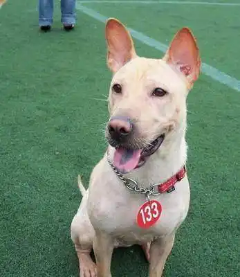 中华田园犬中的三大名犬,重庆就有一种,却濒临灭绝