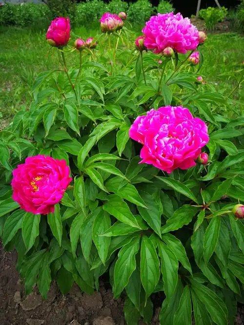 芍药花,是牡丹花的化身,同属于同类,花鲜艳,美丽,但其骨子里的刚烈