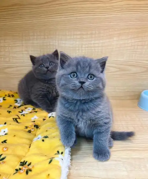 两只小蓝猫宝宝成都