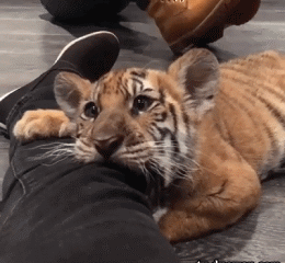 老虎花纹眼神可爱gif动图_动态图_表情包下载_soogif