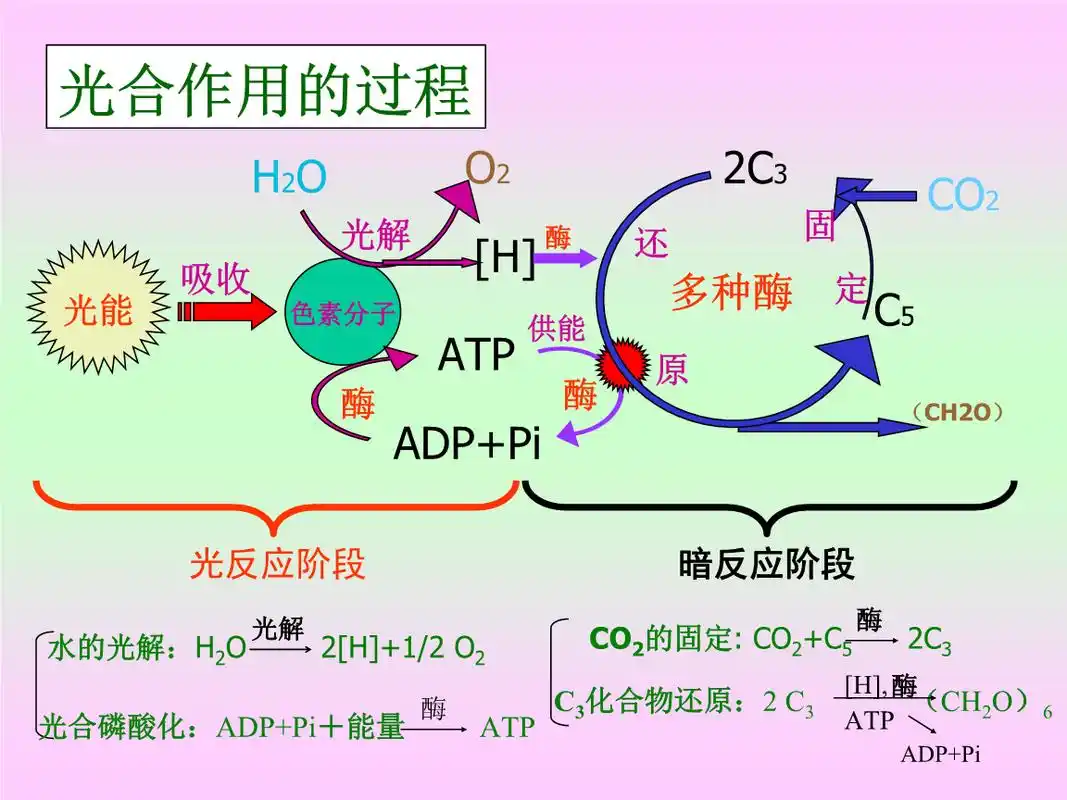 光合作用的过程要点分析.ppt