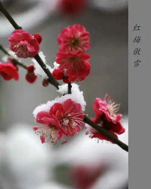 傲雪红梅绽满枝
